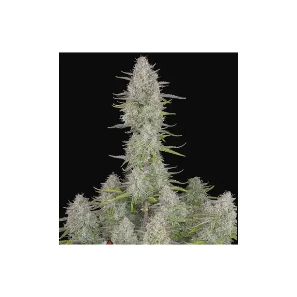 420 Fast Buds Tangie Auto