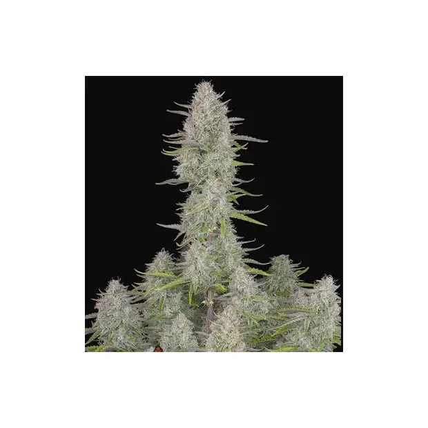 420 Fast Buds Tangie Auto