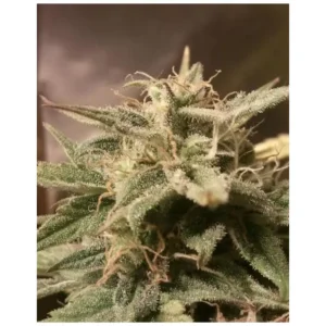 420 Fast Buds West Coast O.G. Auto