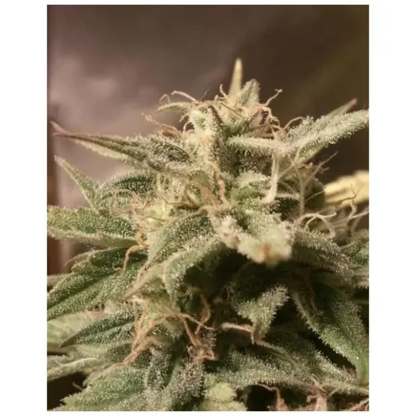420 Fast Buds West Coast O.G. Auto