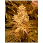 420 Fast Buds Zkittlez Auto