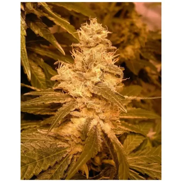 420 Fast Buds Zkittlez Auto