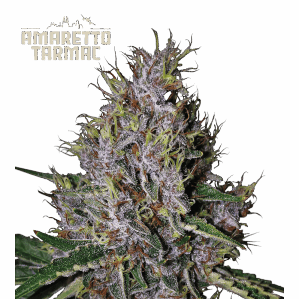 amaretto tarmac auto