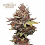 amaretto tarmac fem