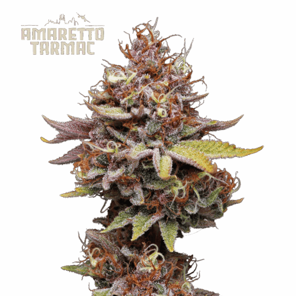 amaretto tarmac fem