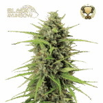 black rainbow auto