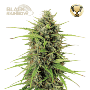 black rainbow auto