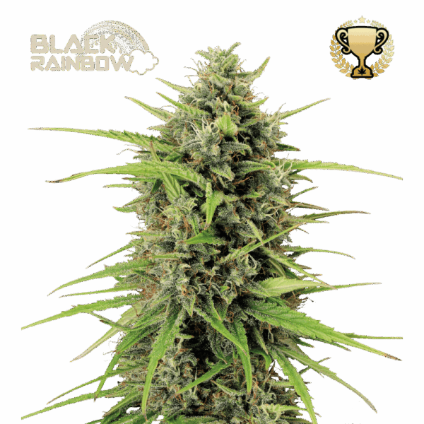 black rainbow auto