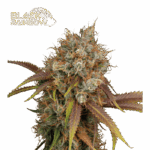 black rainbow fem