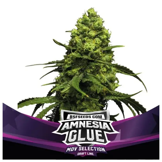 Bsf Seeds Amnesia Glue