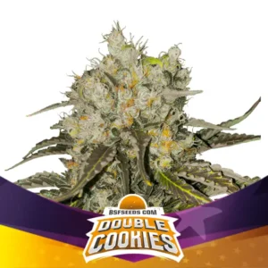 Bsf Seeds Double Cookies