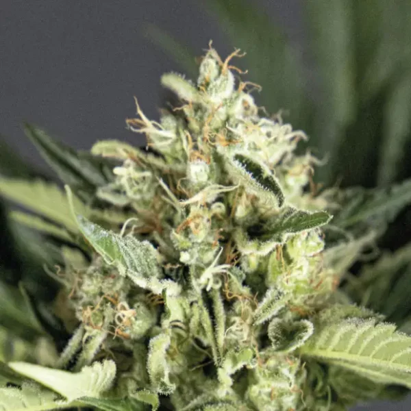 bsf seeds double cookies auto