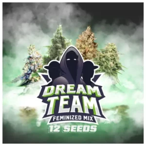 bsf seeds dream team feminized mix