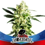 bsf seeds el gaucho fast version