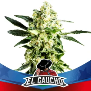 Bsf Seeds El Gaucho Fast Version – Bild 1
