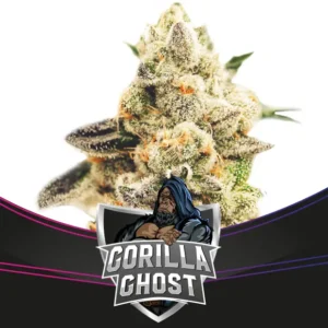 Bsf Seeds Gorilla Ghost - Draft Line