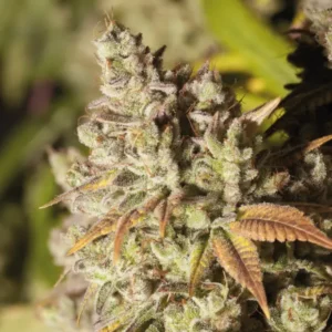 Bsf Seeds Gorilla Glue #4