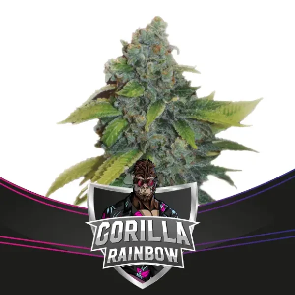 bsf seeds gorilla rainbows draft line