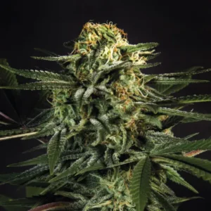 Bsf Seeds Green Tiger Fast Version – Bild 1