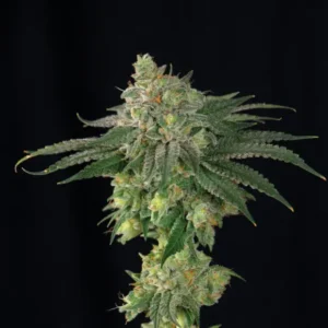 Bsf Seeds Lebron Haze – Bild 1