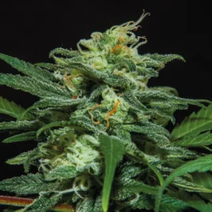 Bsf Seeds Lebron Haze XXL Auto