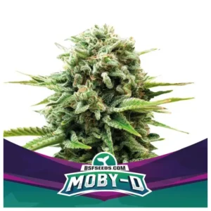 Bsf Seeds Moby-D – Bild 1