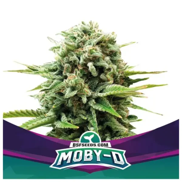 bsf seeds moby d