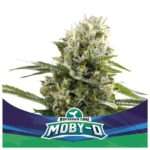 bsf seeds moby d xxl auto