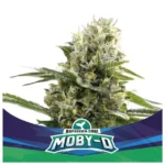 bsf seeds moby d xxl auto