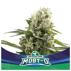Bsf Seeds Moby Dick Auto