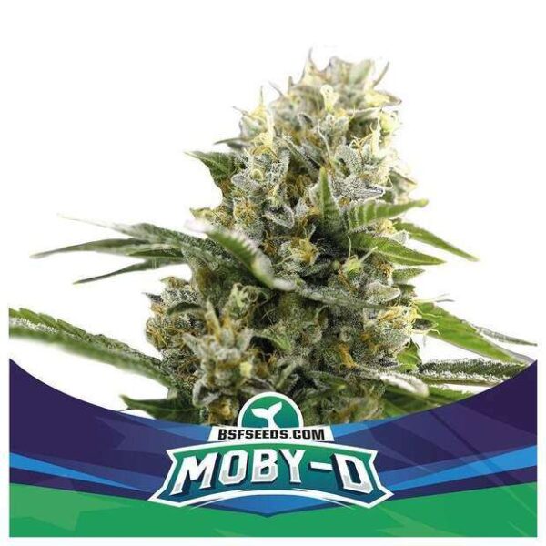 bsf seeds moby d xxl auto