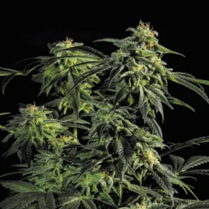 Bsf Seeds Obg Kush Fast Version – Bild 1