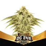 bsf seeds og 24k