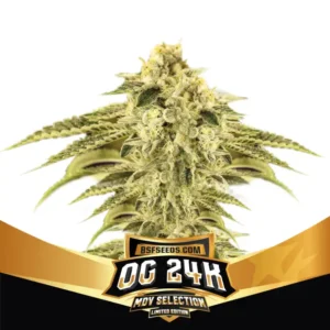 Bsf Seeds OG 24K