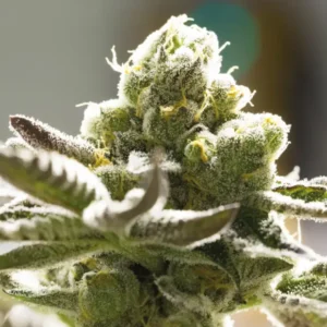 Bsf Seeds Orange Blossom