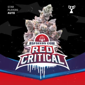 Bsf Seeds Red Critical Auto