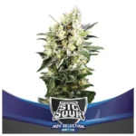 bsf seeds sig sour xxl auto
