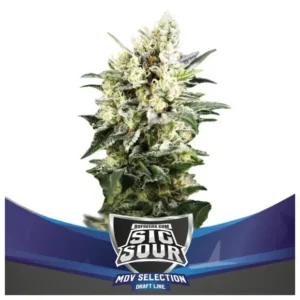Bsf Seeds Sig Sour XXL Auto