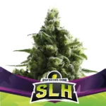 bsf seeds slh super lemon haze