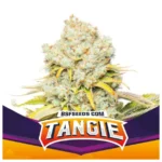 bsf seeds tangie