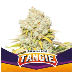 Bsf Seeds Tangie – Bild 1