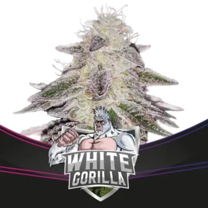 Bsf Seeds White Gorilla - Draft Line – Bild 1