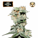cbd critical xxl feminized