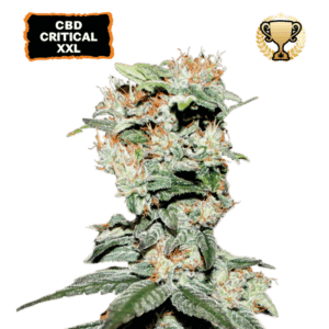 cbd critical xxl feminized