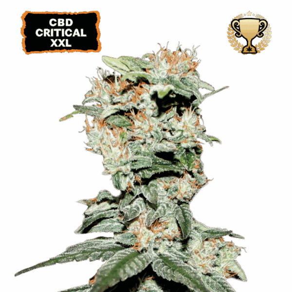 cbd critical xxl feminized