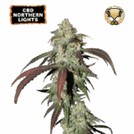 cbd northern lights feminized