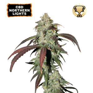 cbd northern lights feminized