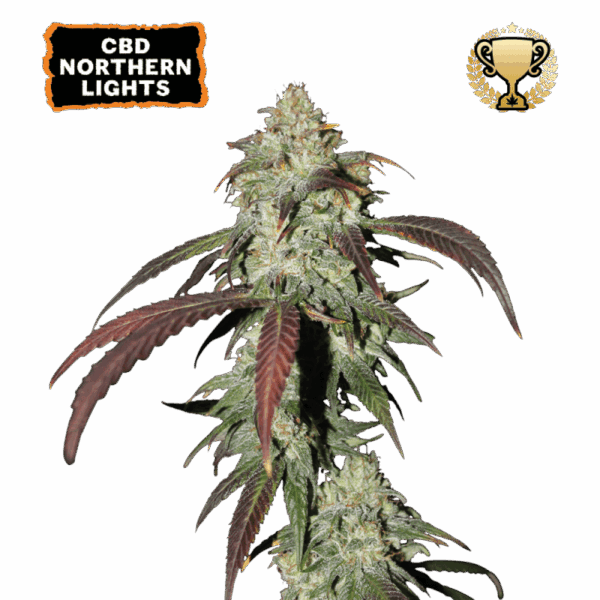 cbd northern lights feminized