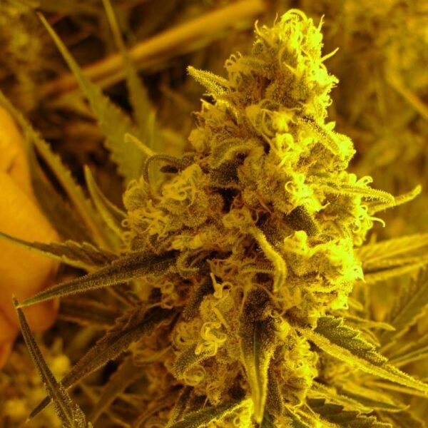 critical hog