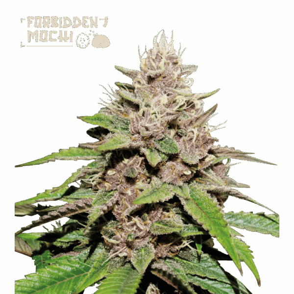 forbidden mochi autoflower